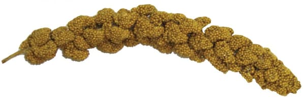 Tropical Carnival Natural Spray Millet - 7 hirssinoksaa kaikille papukaijoille