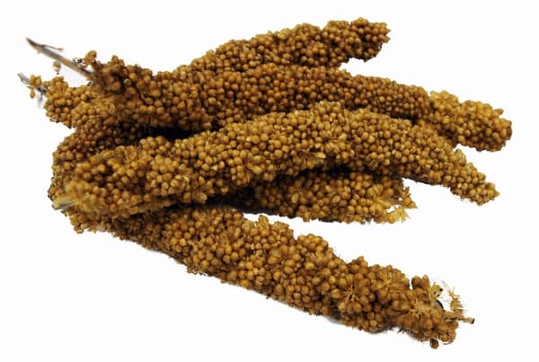 Tropical Carnival Natural Mini Spray Millet - Hirssi kaikille papukaijoille 113 g