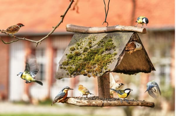 Claus Wildvogelfutter PUR - basfoder året runt för vilda och trädgårdsfåglar 1 kg
