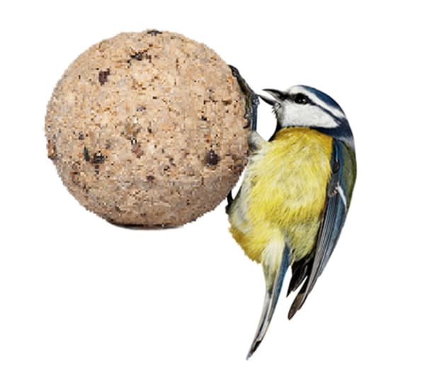 Claus - Fettbollar med INSEKTER utan nät 450g
