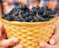 Miniatyrbild 3 av 5: Ekologisk, krispig aronia | Snack för alla papegojor 100g