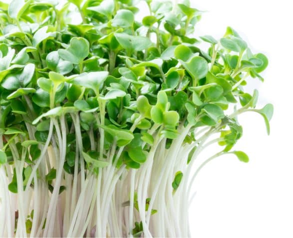 Premium papegojfoder | Broccoli | Frön för groddar | för papegojor 50 g