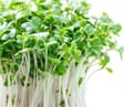 Miniatyrbild 4 av 7: Premium papegojfoder | Broccoli | Frön för groddar | för papegojor 50 g