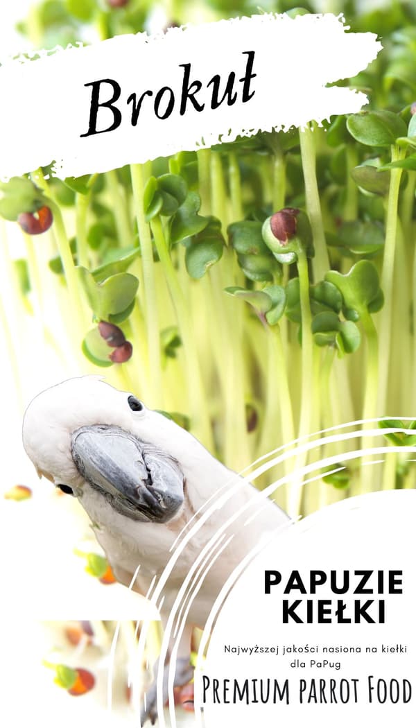 Premium papegojfoder | Broccoli | Frön för groddar | för papegojor 50 g
