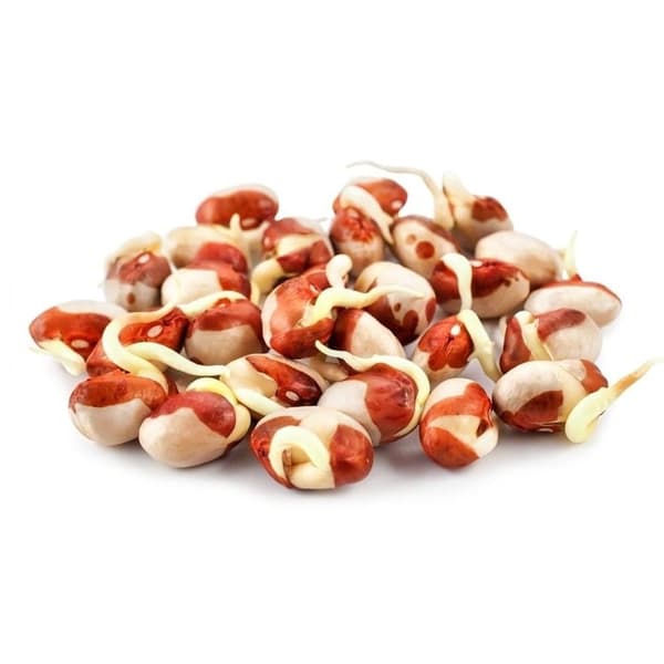Premium papegojfoder | Adzukibönor | Groddande frön | för papegojor 50 g