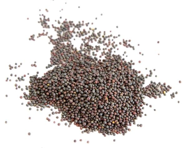 Premium papegojfoder | Rödkål | Groddfrön | för papegojor 50 g