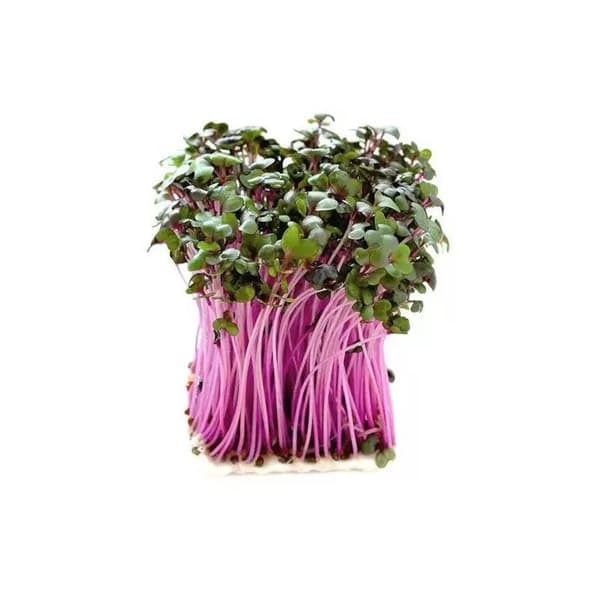 Premium papukaijanruoka | Punainen kyssäkaali | Siemenet ituja varten | papukaijoille 50 g