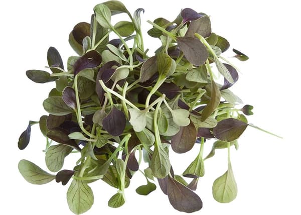 Premium papegojfoder | Pak Choi Vit | Frön för groddar | för papegojor 50g