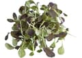 Miniatyrbild 3 av 6: Premium papegojfoder | Pak Choi Vit | Frön för groddar | för papegojor 50g
