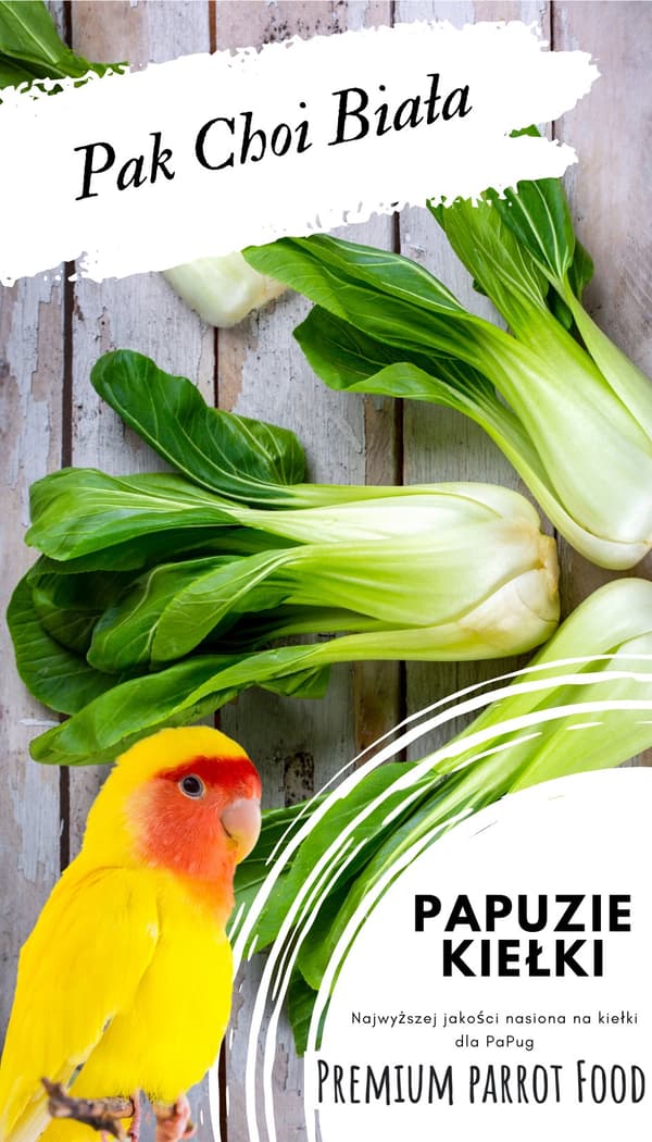 Premium papegojfoder | Pak Choi Vit | Frön för groddar | för papegojor 50g