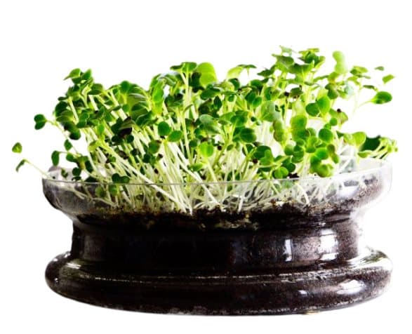 Premium papukaijanruoka | Pak Choi Red | Siemenet ituja varten | papukaijoille 50 g