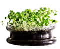 Pikkukuva 5 / 6: Premium papukaijanruoka | Pak Choi Red | Siemenet ituja varten | papukaijoille 50 g