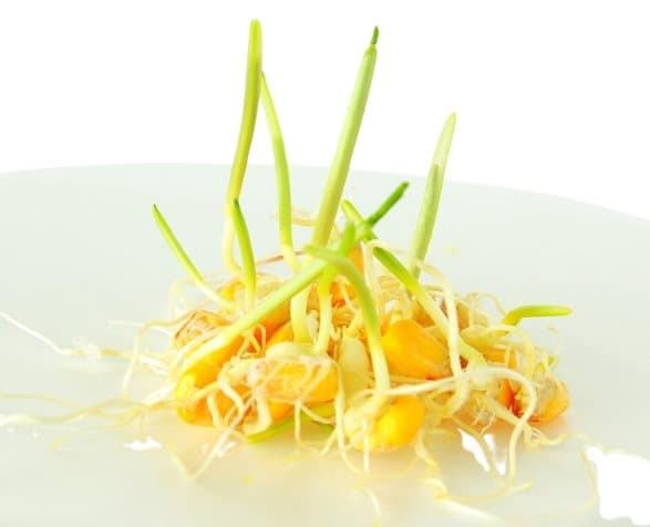 Premium papukaijanruoka | Maissi | Idättävät siemenet | papukaijoille 50 g