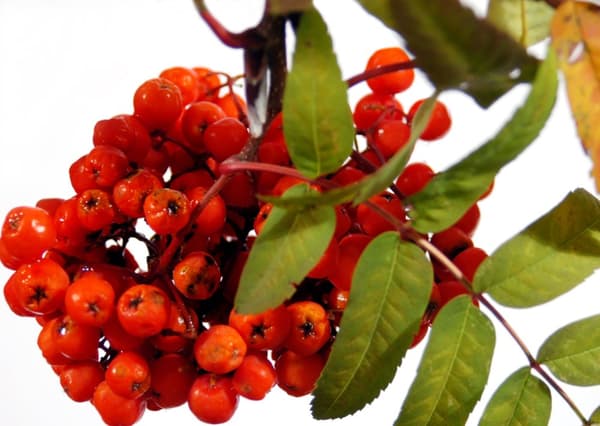 Premium-papukaijanruoka - Bio Rowan - kaikille papukaijoille 150 g