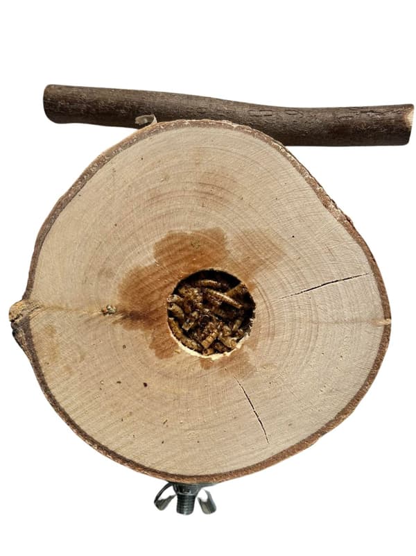 Koivupöytä jauhomadoilla - pienille ja keskikokoisille papukaijoille