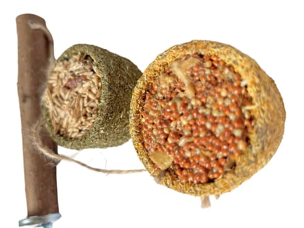 Naturlig abborre med godis - för små papegojor
