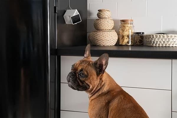 Wrl kamera hd/cc10us, Petcube
