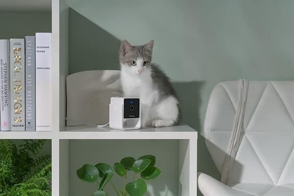 Wrl kamera hd/cc10us, Petcube