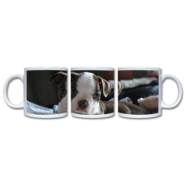 Hund Bostonterrier Krus