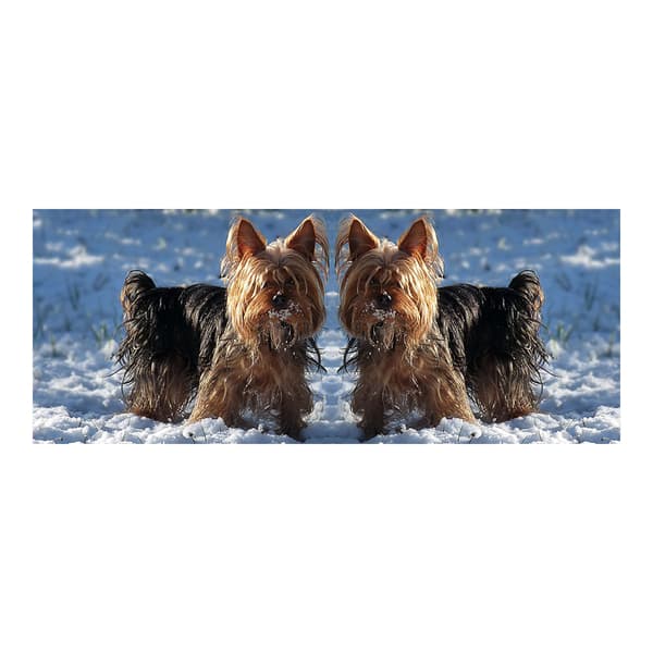 Yorkshireterrier Krus