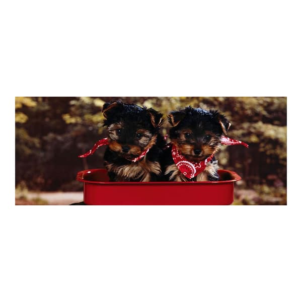 Yorkshireterrier Valpar Krus