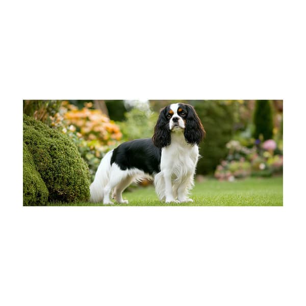 Hund Cavalier King Charles Spaniel Krus