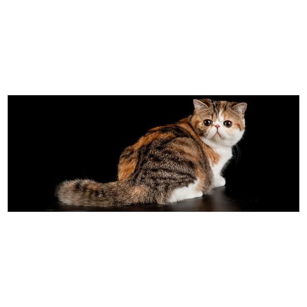 Katt Exotic Krus