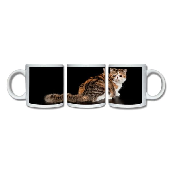 Katt Exotic Krus
