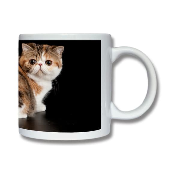 Katt Exotic Krus