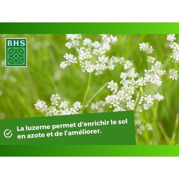 Alfalfa - BHS - 500 g | 100 m² | Förbättrar jorden, motstår kyla och torka, rik på proteiner, mineraler och vitaminer.