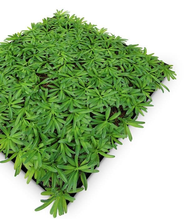 JANGAL - Modular Wall - Akustisk väggpanel - 520 x 520 x 50 mm - Podocarpus Tea Tree - Naturfiber - Växtpanel