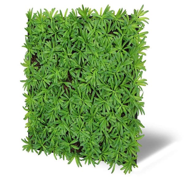 JANGAL - Modular Wall - Akustisk väggpanel - 520 x 520 x 50 mm - Podocarpus Tea Tree - Naturfiber - Växtpanel