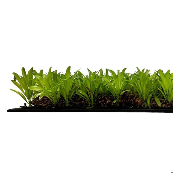 JANGAL - Modular Wall - Akustisk väggpanel - 520 x 520 x 50 mm - Podocarpus Tea Tree - Naturfiber - Växtpanel