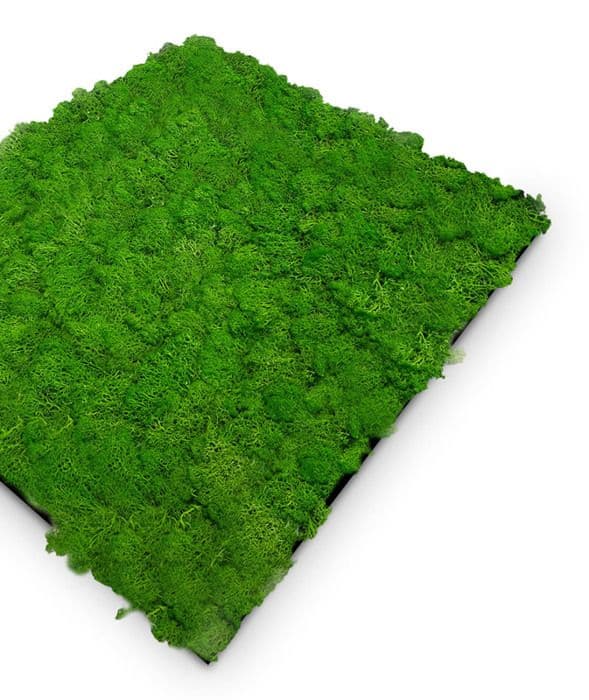JANGAL - Modular Wall - Akustisk väggpanel - 520 x 520 x 40 mm - Rich Green Moss - Natural Moss - Plant Panel