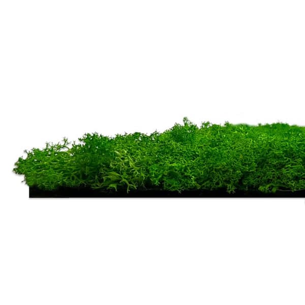 JANGAL - Modular Wall - Akustisk väggpanel - 520 x 520 x 40 mm - Rich Green Moss - Natural Moss - Plant Panel
