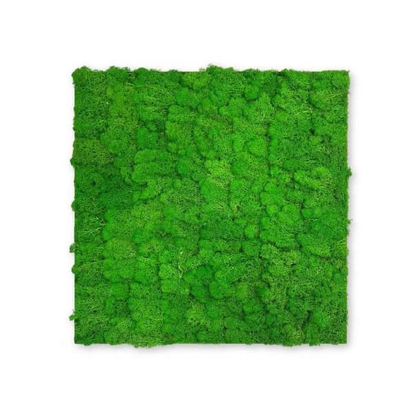 JANGAL - Modular Wall - Akustisk väggpanel - 520 x 520 x 40 mm - Rich Green Moss - Natural Moss - Plant Panel