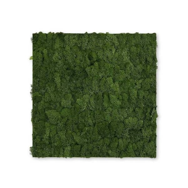 JANGAL - Modular Wall - Akustisk väggpanel - 520 x 520 x 40 mm - Mörkgrön mossa - Naturlig mossa - Växtpanel