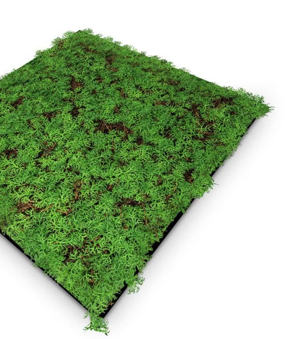 JANGAL - Modular Wall - Akustisk väggpanel - 520 x 520 x 50 mm - Thuja Tea Tree - Naturfiber - Växtpanel