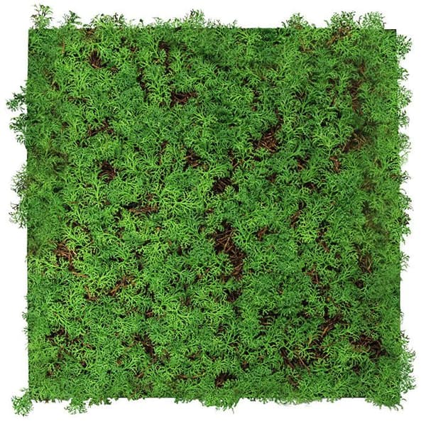 JANGAL - Modular Wall - Akustisk väggpanel - 520 x 520 x 50 mm - Thuja Tea Tree - Naturfiber - Växtpanel