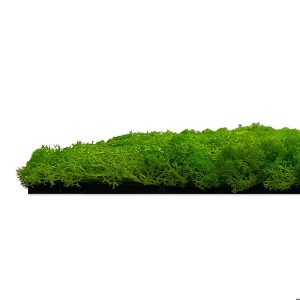 JANGAL - Modular Wall - Akustisk väggpanel - 520 x 520 x 40 mm - Ljusgrön mus - Naturlig mossa - Växtpanel