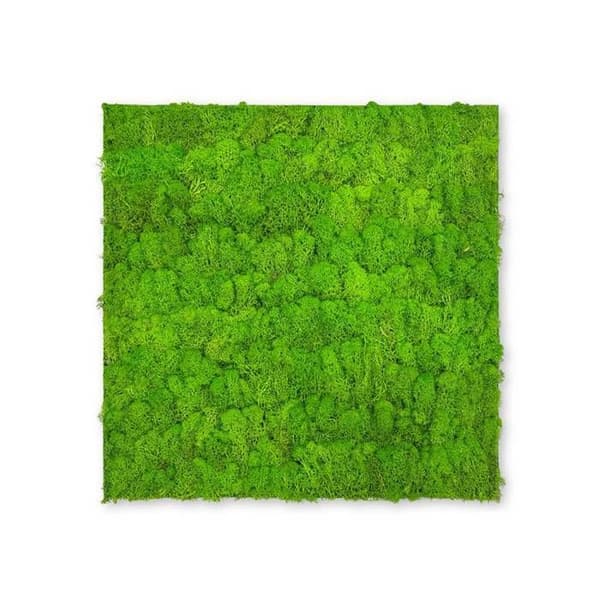 JANGAL - Modular Wall - Akustisk väggpanel - 520 x 520 x 40 mm - Ljusgrön mus - Naturlig mossa - Växtpanel