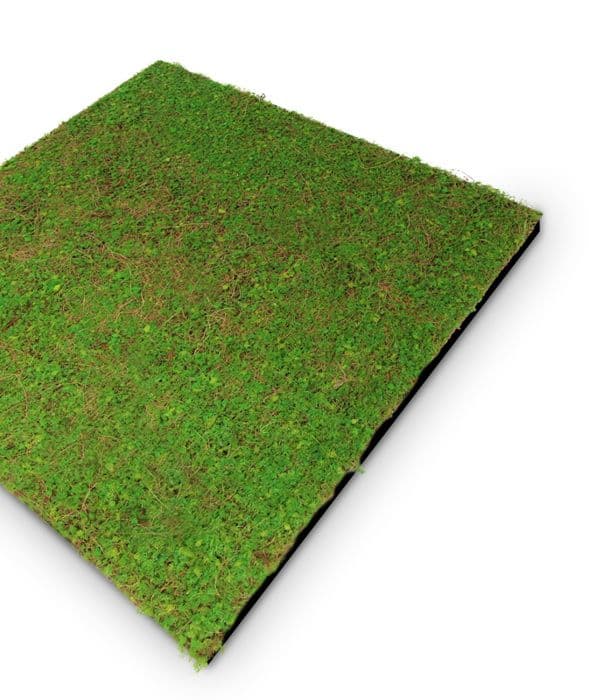 JANGAL - Modular Wall - Akustisk väggpanel - 520 x 520 x 50 mm - Ljusgrön kokosnöt - Naturfiber - Växtpanel