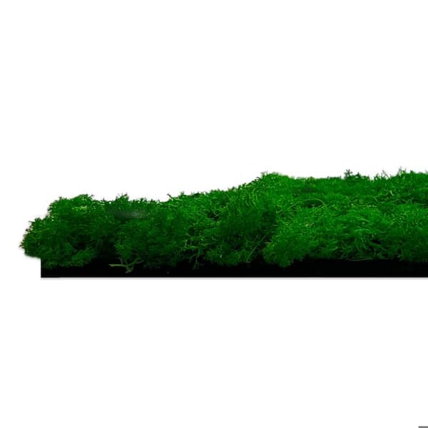 JANGAL - Modular Wall - Akustisk väggpanel - 520 x 520 x 40 mm - Naturlig grön mossa - Naturmossa - Växtpanel