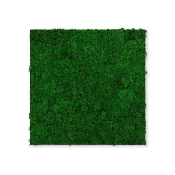 JANGAL - Modular Wall - Akustisk väggpanel - 520 x 520 x 40 mm - Naturlig grön mossa - Naturmossa - Växtpanel