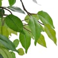 Miniatyrbillede 2 af 2: vidaXL Kunstig Dværg Ficus med Potte 60 cm