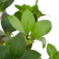 Miniatyrbillede 2 af 2: vidaXL kunstig plante laurbærtræ med urtepotte grøn 90 cm
