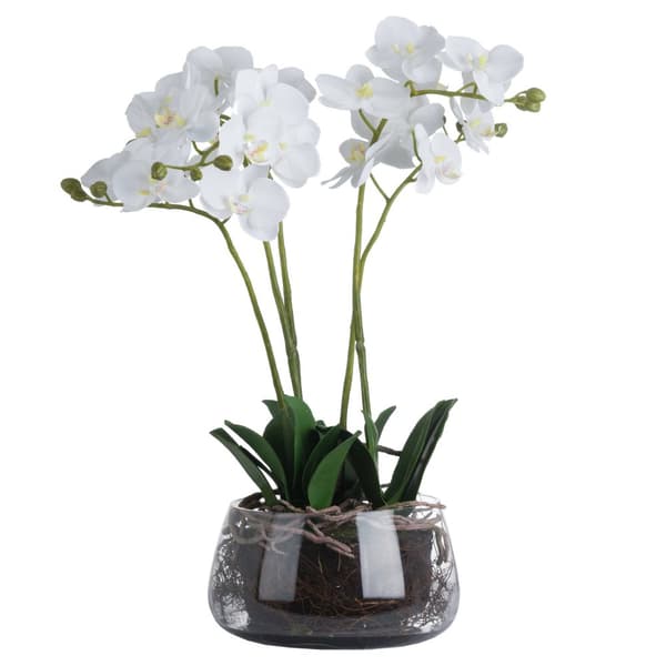 Hill Interiors Orkidé i glaskruka Green One Size