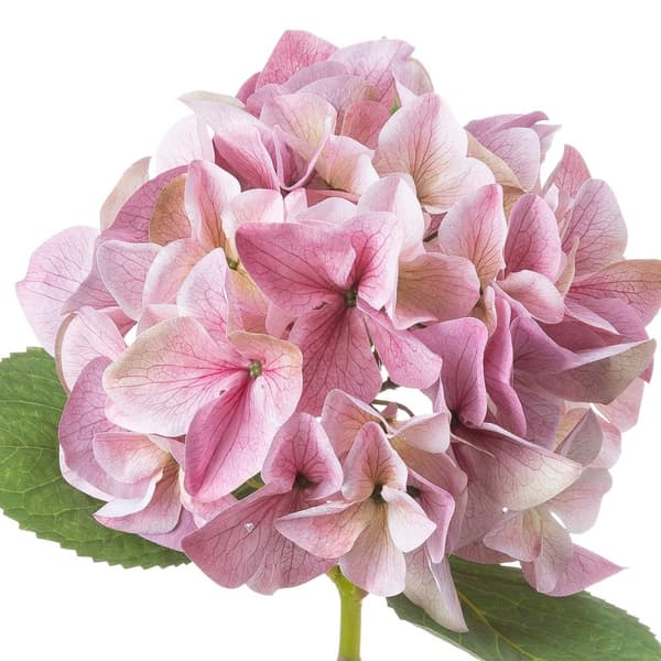 Hill Interiors Shabby Hydrangea Artificial Flower