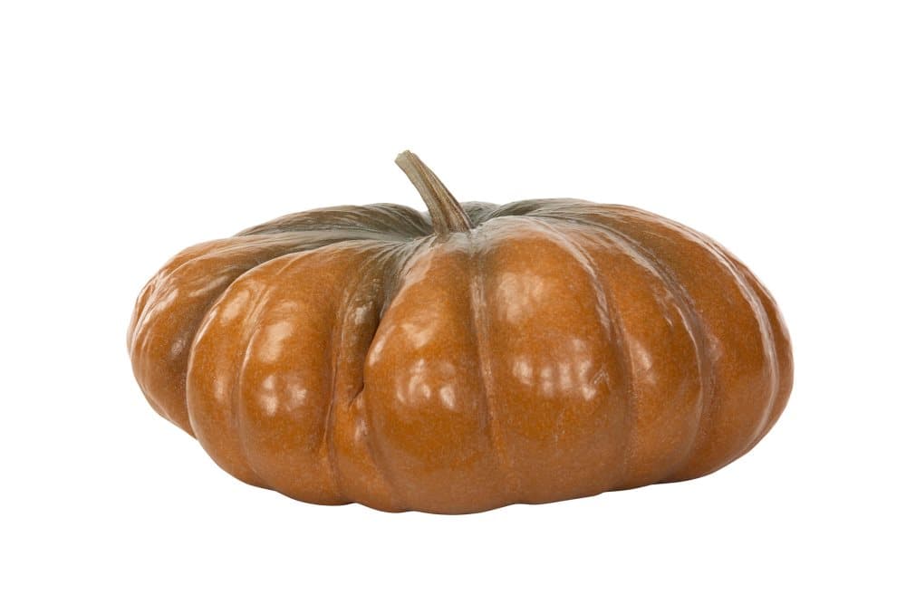 Pumpa orange