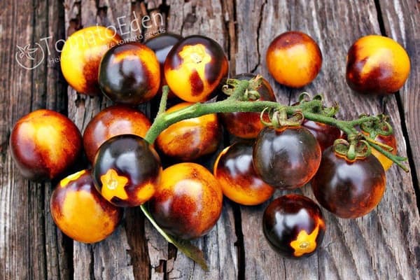 2023 New Bumblebee tomato